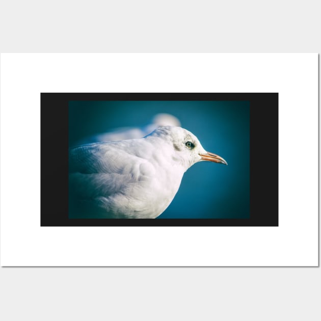 Juvenile Black-headed Gull Wall Art by heidiannemorris